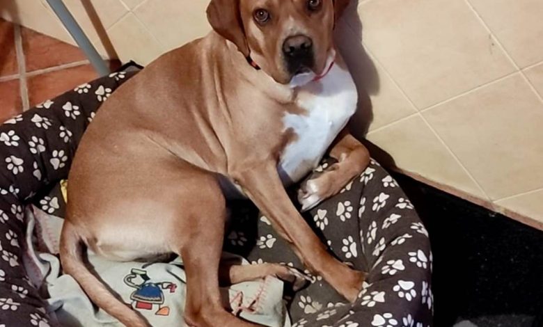 Apelo: cão desaparecido (Atualização)* apelo 02341679 1204698806763986383 n