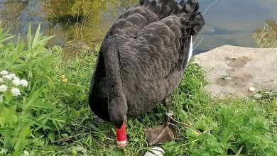 cisne IMG 20220424 180834