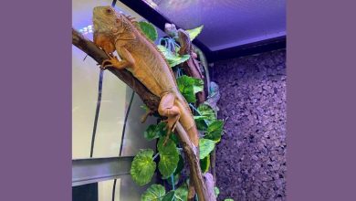 iguana 62763 3744870487789469252 n