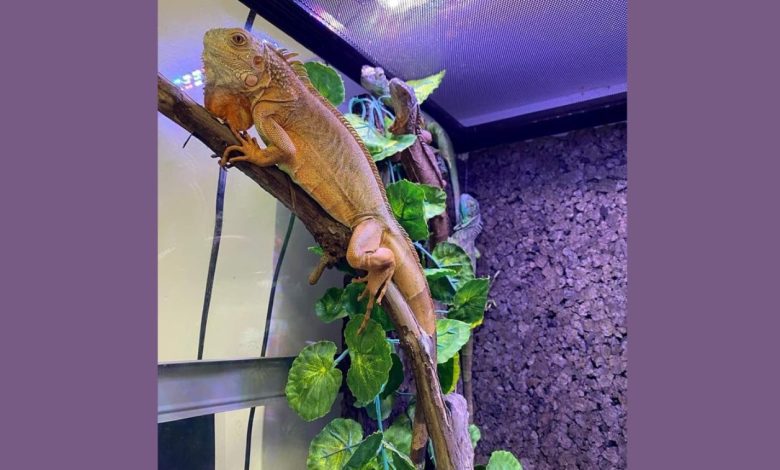 Iguana com mais de 1 metro encontrada nos arredores da cidade iguana 62763 3744870487789469252 n