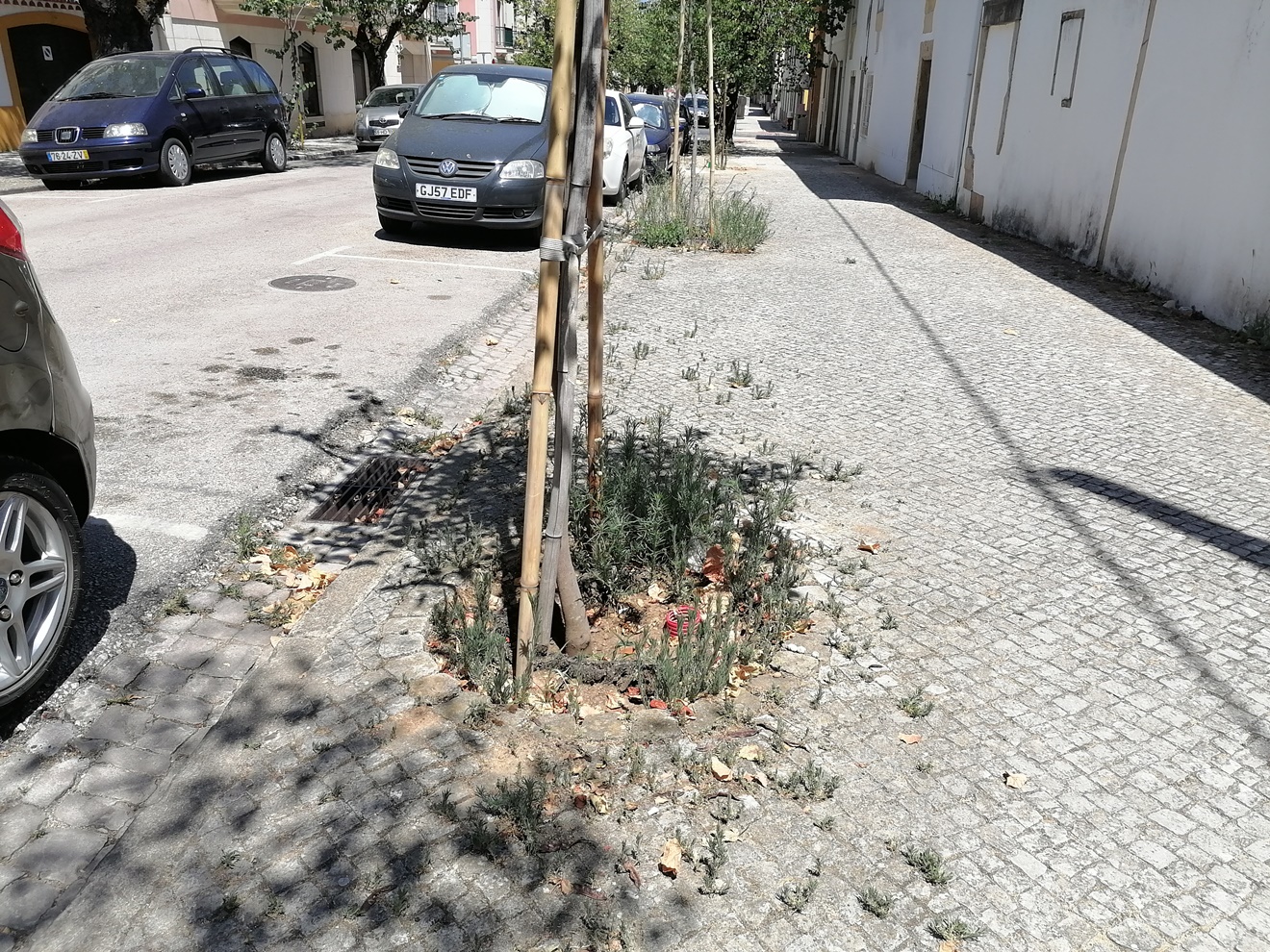 ervas IMG 20220718 144600