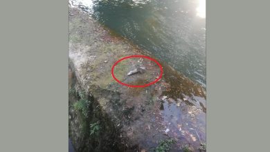 rato peixe 567