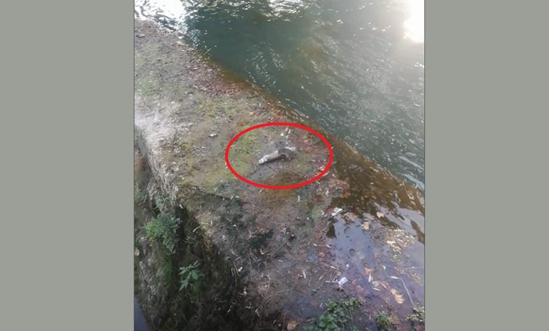 Rato come peixe no rio Nabão (c/ vídeo) rato peixe 567