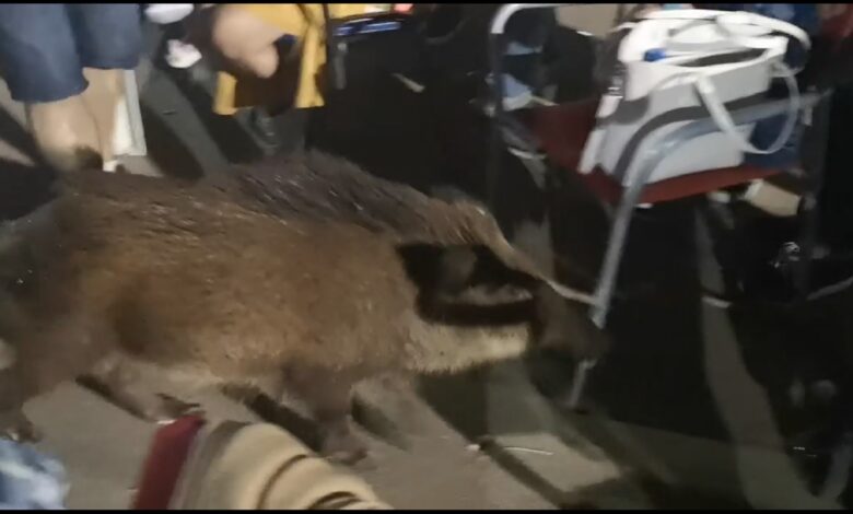 Javalis invadem festa popular em Abrantes (c/ vídeo) javali 7890