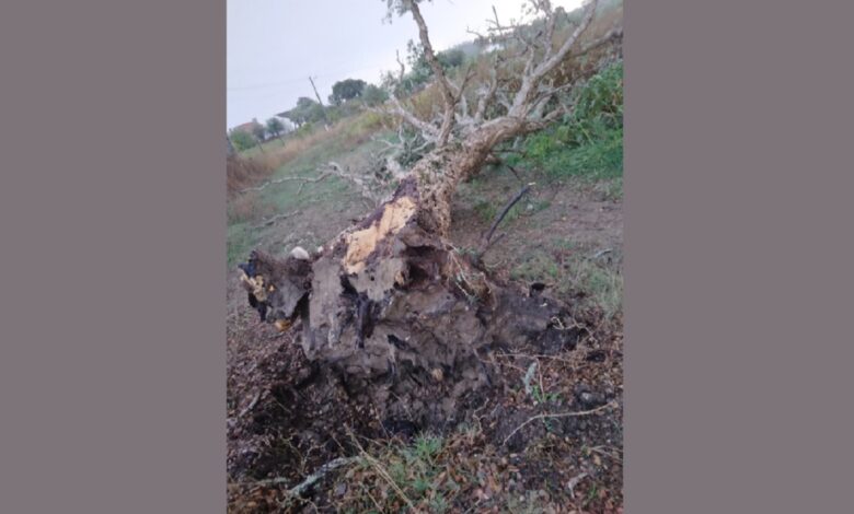 Mau tempo provoca queda de árvores arvore caida