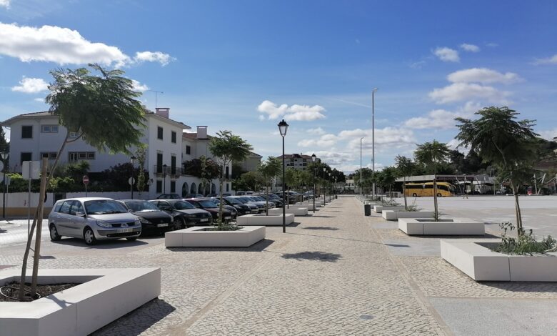 Desta vez os Jacarandás da Várzea Grande vingaram arvores varzea grande IMG 20220902 102041