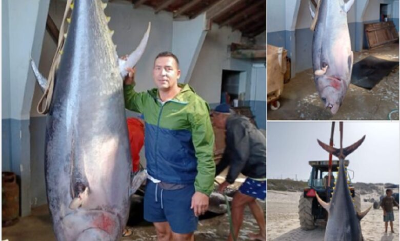 Atum de grandes dimensões pescado na praia da Vieira (c/ fotos e vídeo) atum 0167 61452841739239 n