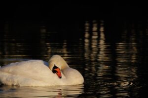 foto 5 rio nabao cisne joaoalmeidawild