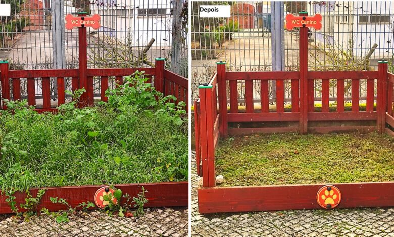 Junta limpa WC canino após publicação num blog wc caes 2