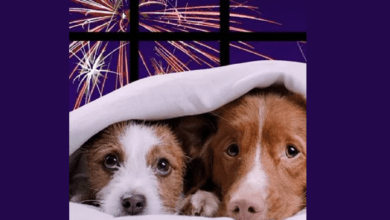 animais fogo 39021059 4438147184541885881 n