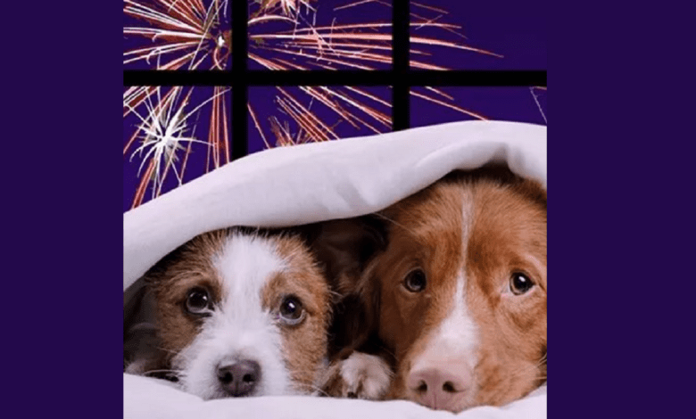Fogo de artifício vs. animais de estimação animais fogo 39021059 4438147184541885881 n