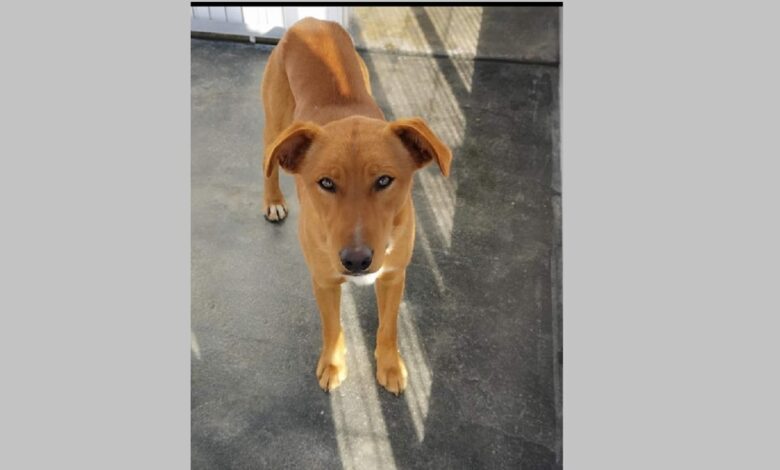 Apelo: cães desaparecidos apel 78