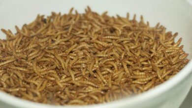 insetos