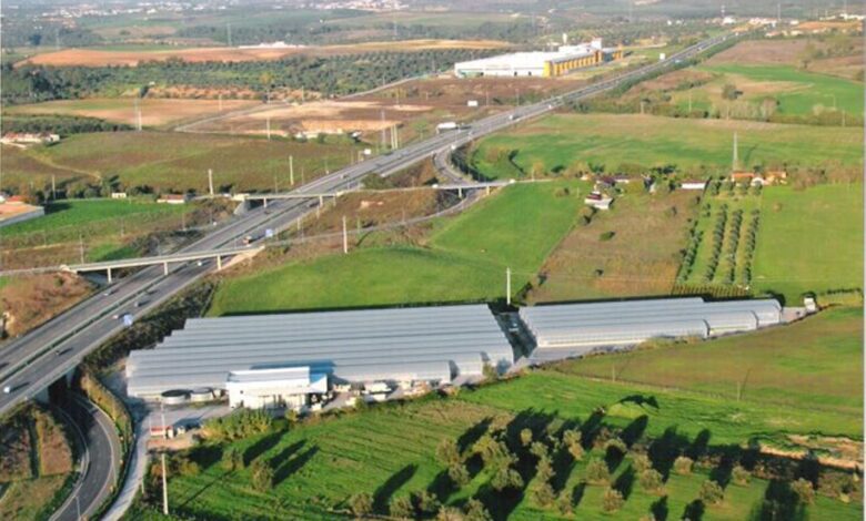 Santarém: viveiro de plantas em leilão leil 4686532 5178303538828978746 n