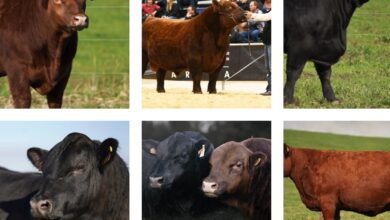 agriangus