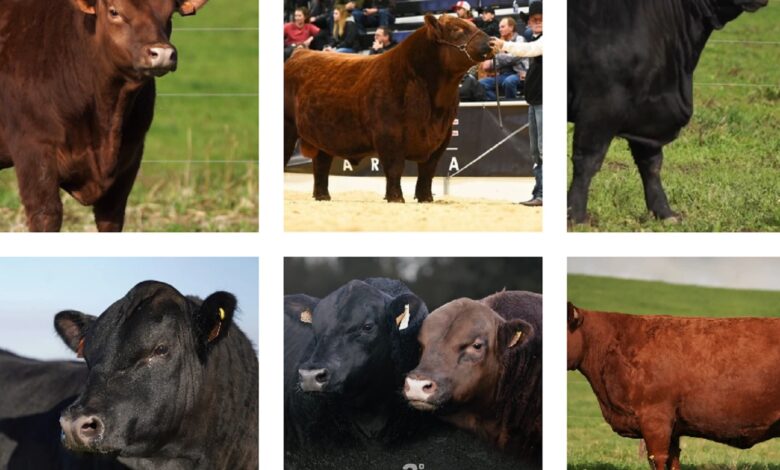 Bovinos reprodutores em leilão na Asseiceira agriangus