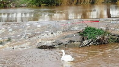 cisne ninho ovos IMG 20230309 095259