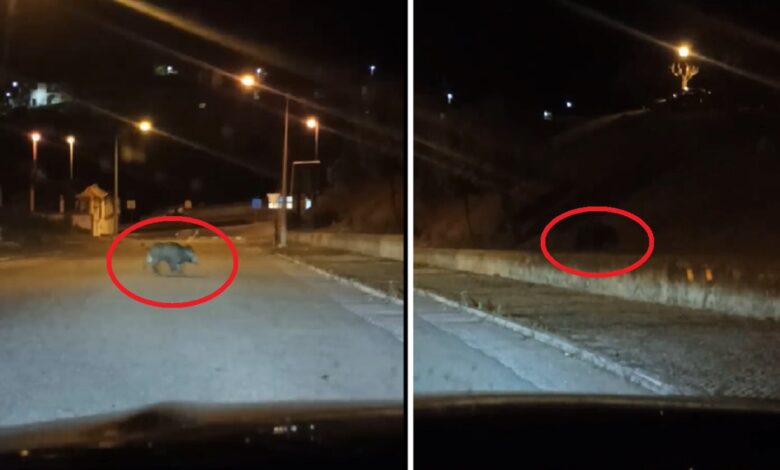 Javalis filmados junto ao hospital de Abrantes (c/ vídeo) javalis