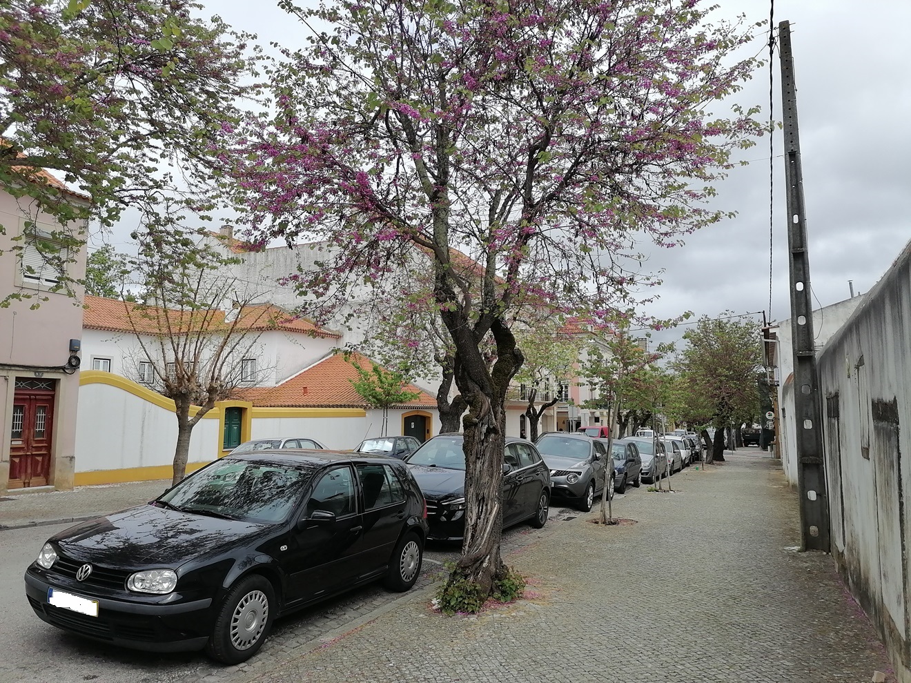arvore IMG 20230412 135620