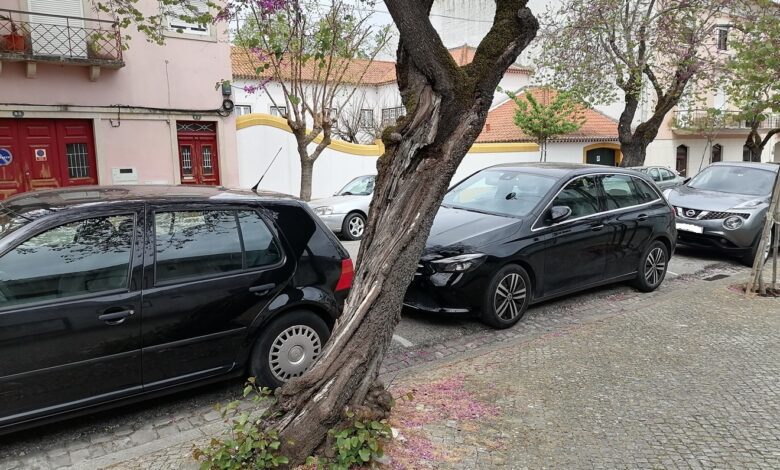 Árvore em risco de queda na rua dos Arcos arvore IMG 20230412 135628