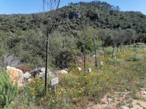 arvores agroal IMG 20230416 111442