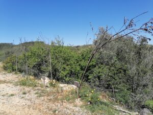 arvores agroal IMG 20230416 111521