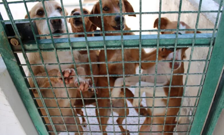 Câmara de Torres Novas procura tratador e apanhador de animais canil caes