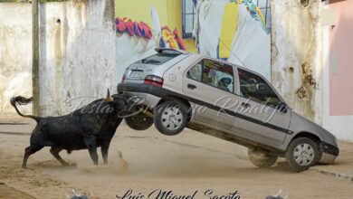 toiro 1727786090 6277557860535822638 n
