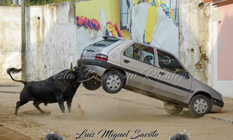toiro 1727786090 6277557860535822638 n