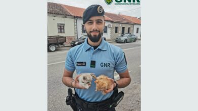 gatos 00413 6003961921883121776 n