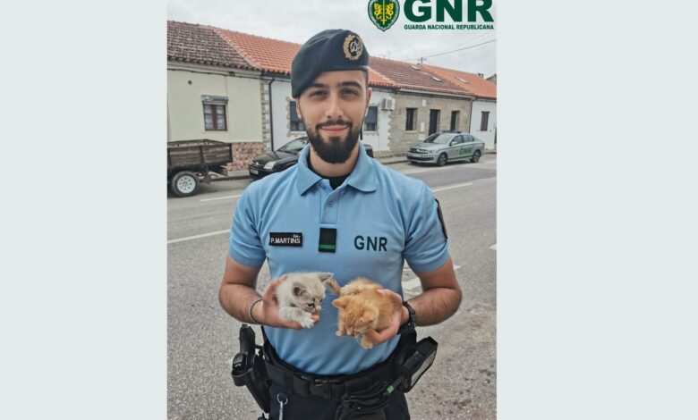 GNR anuncia recolha de dois gatinhos gatos 00413 6003961921883121776 n