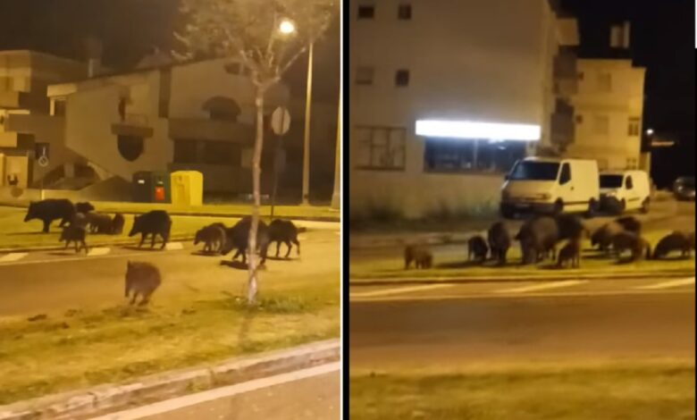 Mais de uma dezena de javalis em plena cidade de Abrantes javalis