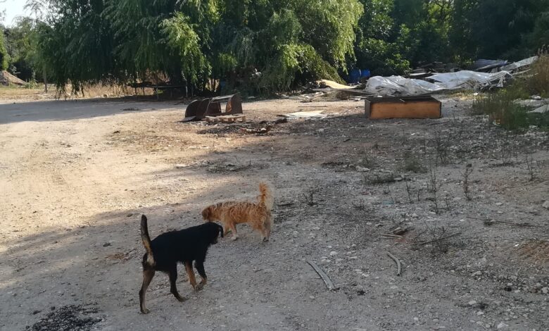 Demoliram barracas mas animais ficaram abandonados no Flecheiro (c/ vídeo) Flecheiro IMG 20230806 091849