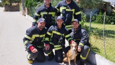 bombeiros cao 04388652 4353009780888291315 n