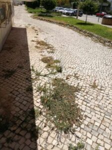 ervas 438299900 97214429557868025 n
