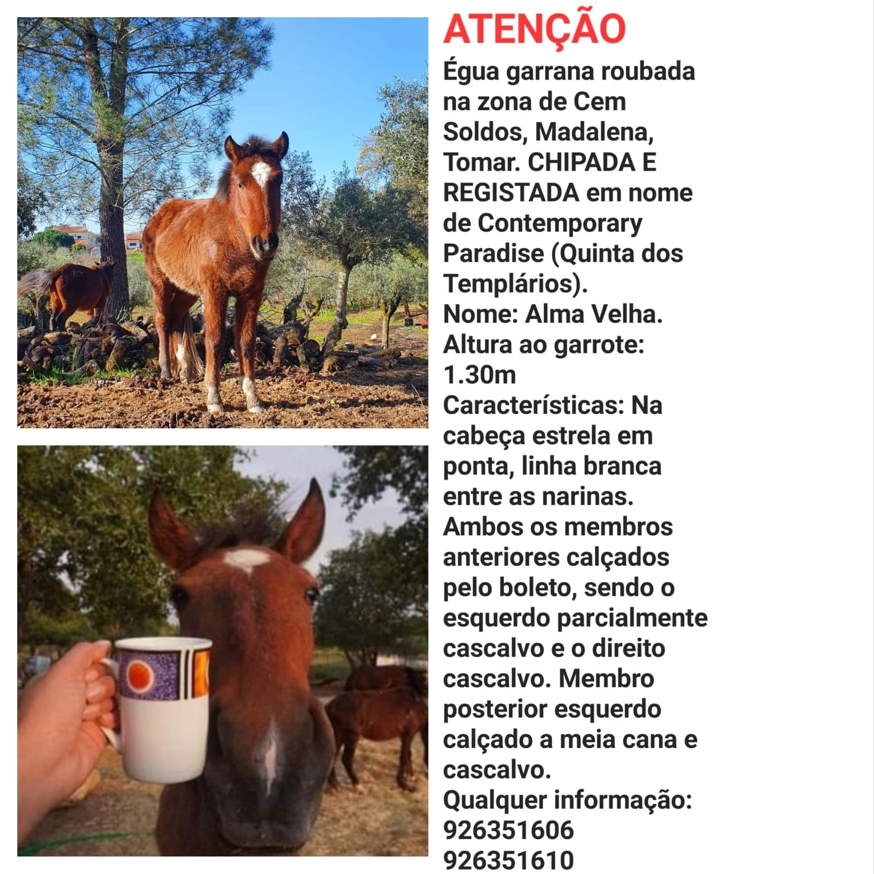 apelo egua 764486084 6909552017908181748 n