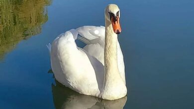 cisne 9059817102 2692851173847911950 n