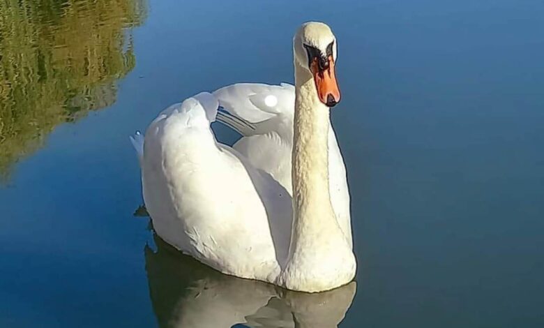 Morreu D. Gualdim, o cisne que era um símbolo do rio Nabão cisne 9059817102 2692851173847911950 n