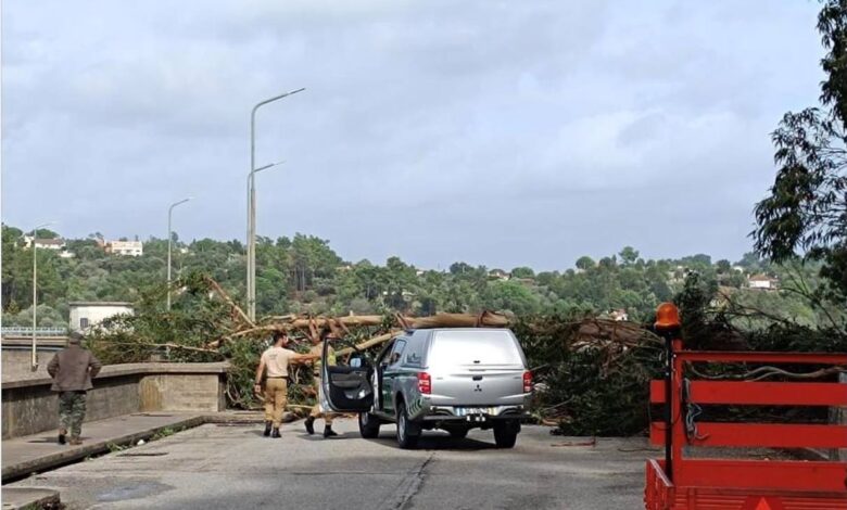 Árvore caiu e cortou o trânsito na barragem de Castelo do Bode arvore 1637809551 2753858877504970906 n