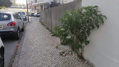 ervas IMG 20231002 175450