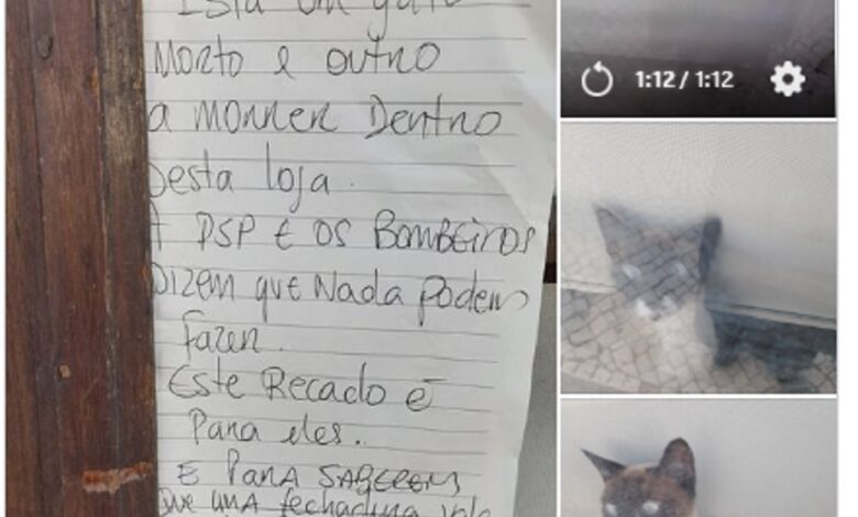 Gatos resgatados do interior de uma loja fechada em Tomar gatos