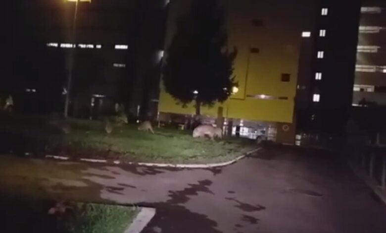 Cada vez mais javalis em plena cidade de Abrantes (c/ vídeo) javalis 789