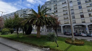 palmeira