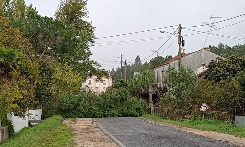Vento derrubou árvore e cortou estrada arvore 732886955 3929348192430815661 n