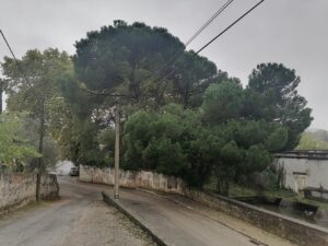 arvore fiacao IMG 20231029 083516