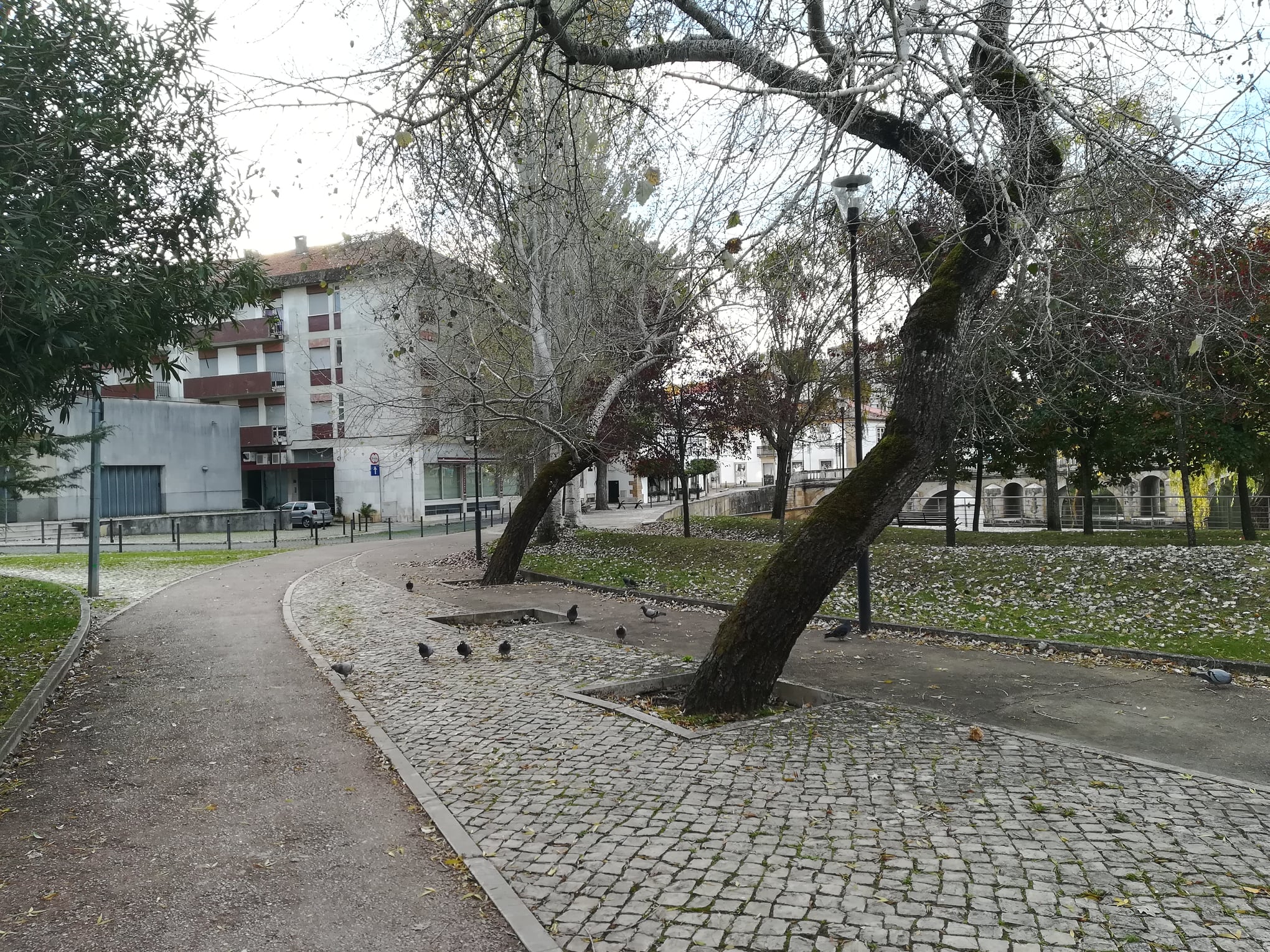 A morte lenta de uma árvore arvores 4350082504 2245072025447094923 n