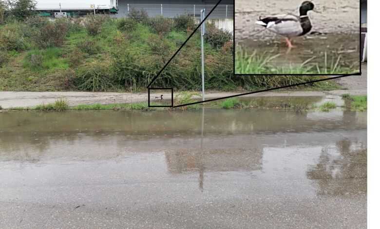 Uma “piscina” com pato na zona industrial de Tomar piscina zona industrial IMG 20240302 114042