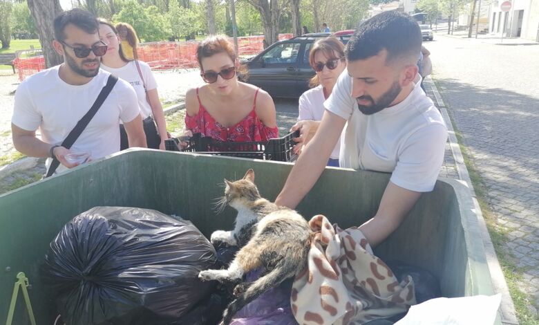 Cidadãos recolhem gato ferido e abandonado em caixote do lixo gato IMG 20240413 161654