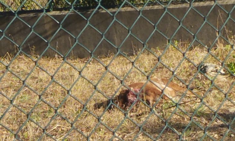 Associação de Saúde Mental esclarece situação dos animais na sede animais IMG 20240722 082316