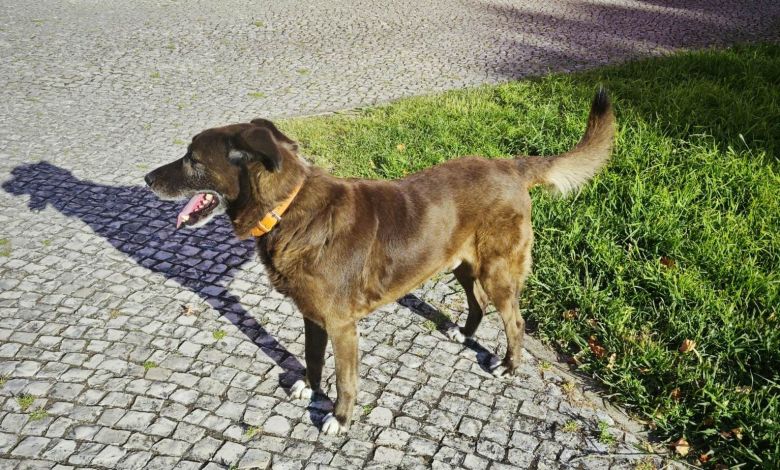 Cão agressivo à solta na Nabância cao age 2024 07 21 at 19.49.29